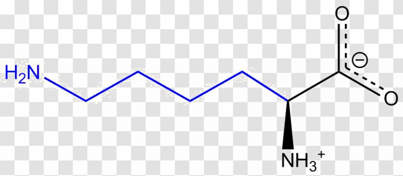 Lysine Amino Acid Arginine Amine - Diagram - Threonine Transparent PNG