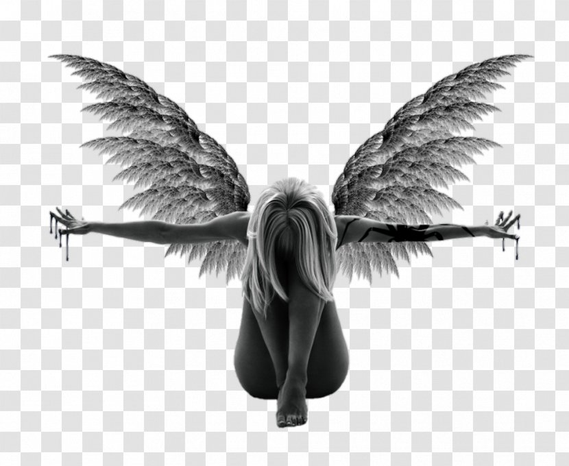 Angel Cherub Clip Art - Feather - Angle Transparent PNG