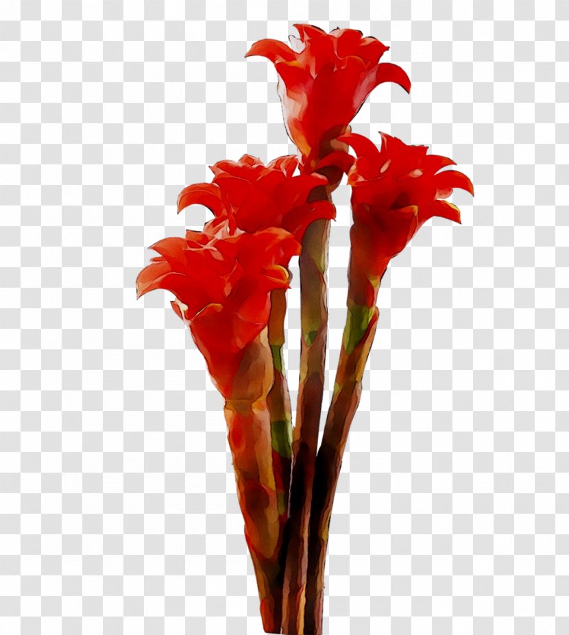 Canna Cut Flowers Gladiolus Plant Stem - Botany - Petal Transparent PNG