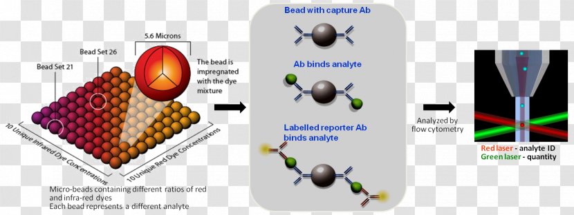 Multiplex Luminex Corporation Immunoassay Technology Flow Cytometry - Frame Transparent PNG