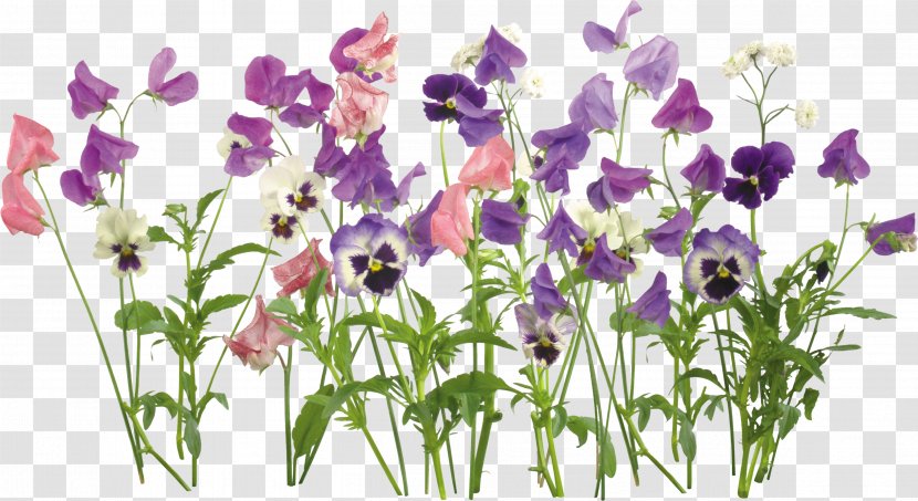 Flower Plant - Adobe Premiere Pro - Pansy Transparent PNG