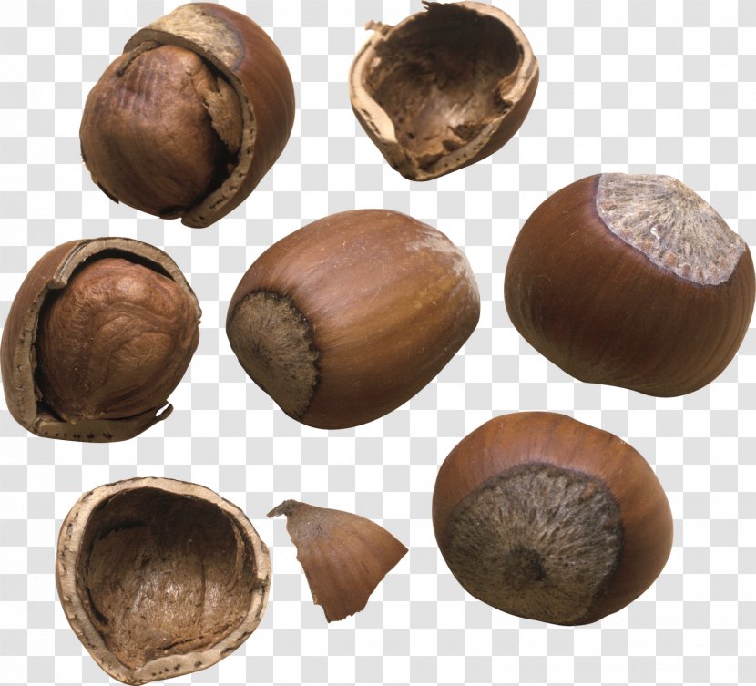 Hazelnut Nuts Walnut Auglis Transparent PNG