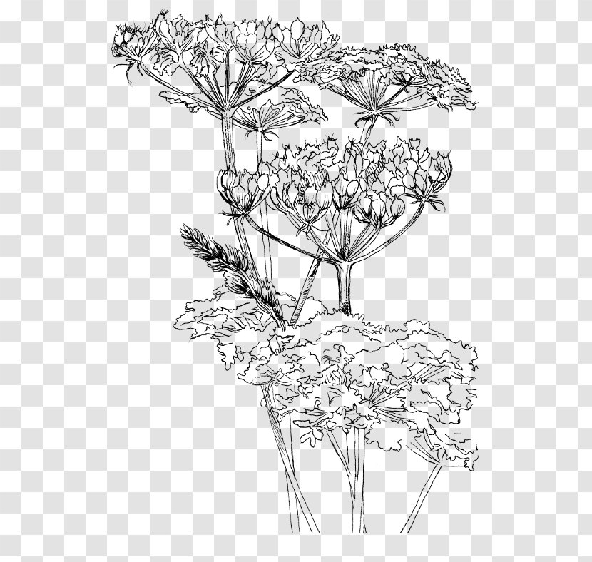 Twig Drawing Hogweed Leaf Sketch Transparent PNG