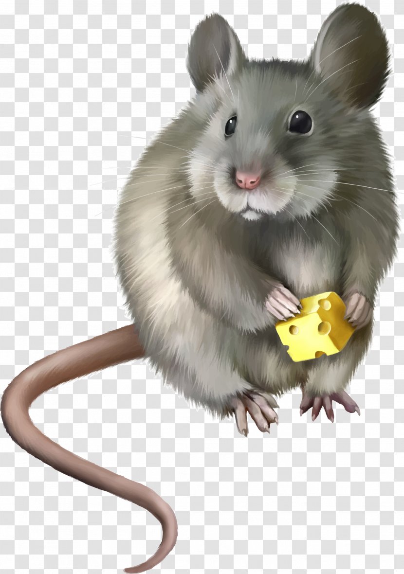Rat House Mouse Computer Clip Art - Gerbil - Mouse, Image Transparent PNG