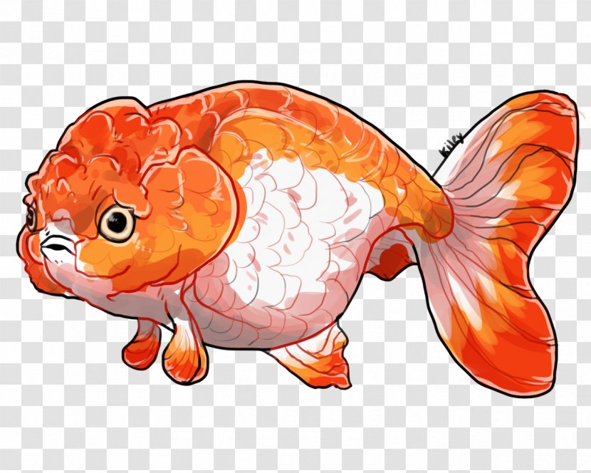 Fish Cartoon - Lionhead - Feeder Koi Transparent PNG
