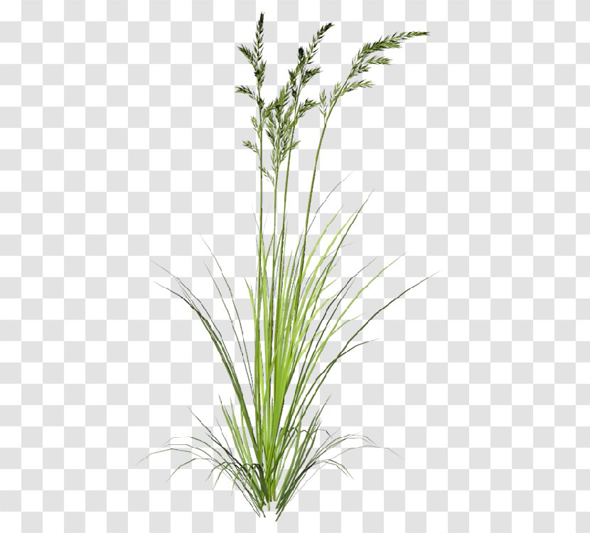 Clip Art Indiangrass Image Sorghastrum - Drawing - Flowering Grass Transparent PNG