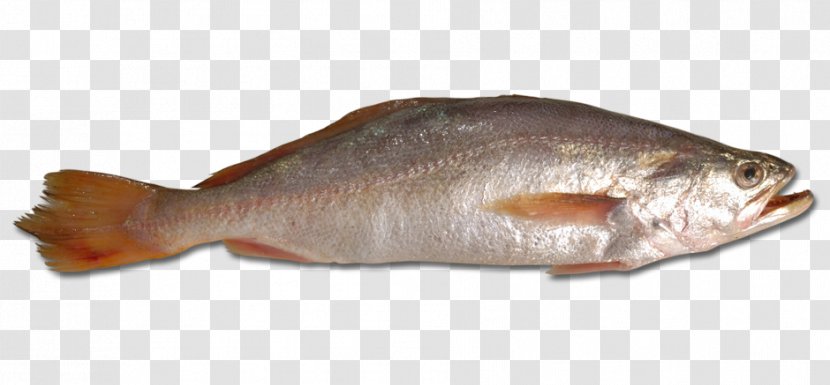 Fish Atlantic Croaker Clip Art - Products Transparent PNG