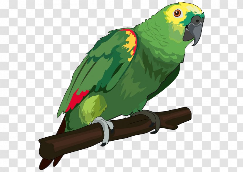 Bird True Parrot Vertebrate Animal Color - Homo Sapiens Transparent PNG