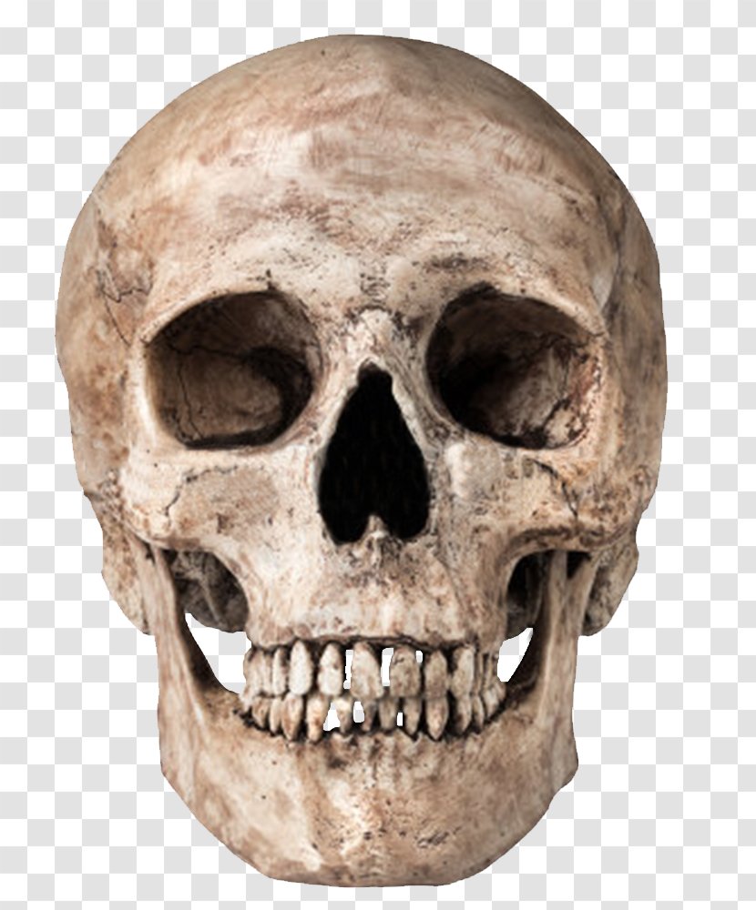 Skull Icon Computer File - Symbol - Image Transparent PNG