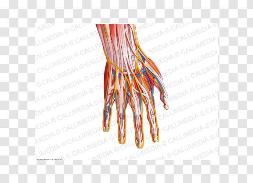 Finger Blood Vessel Nerve Muscle Hand - Tree Transparent PNG