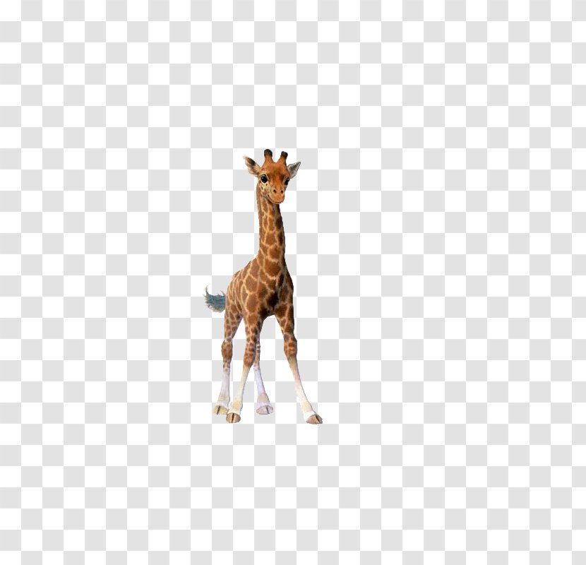 Giraffe Cartoon Illustration Transparent PNG
