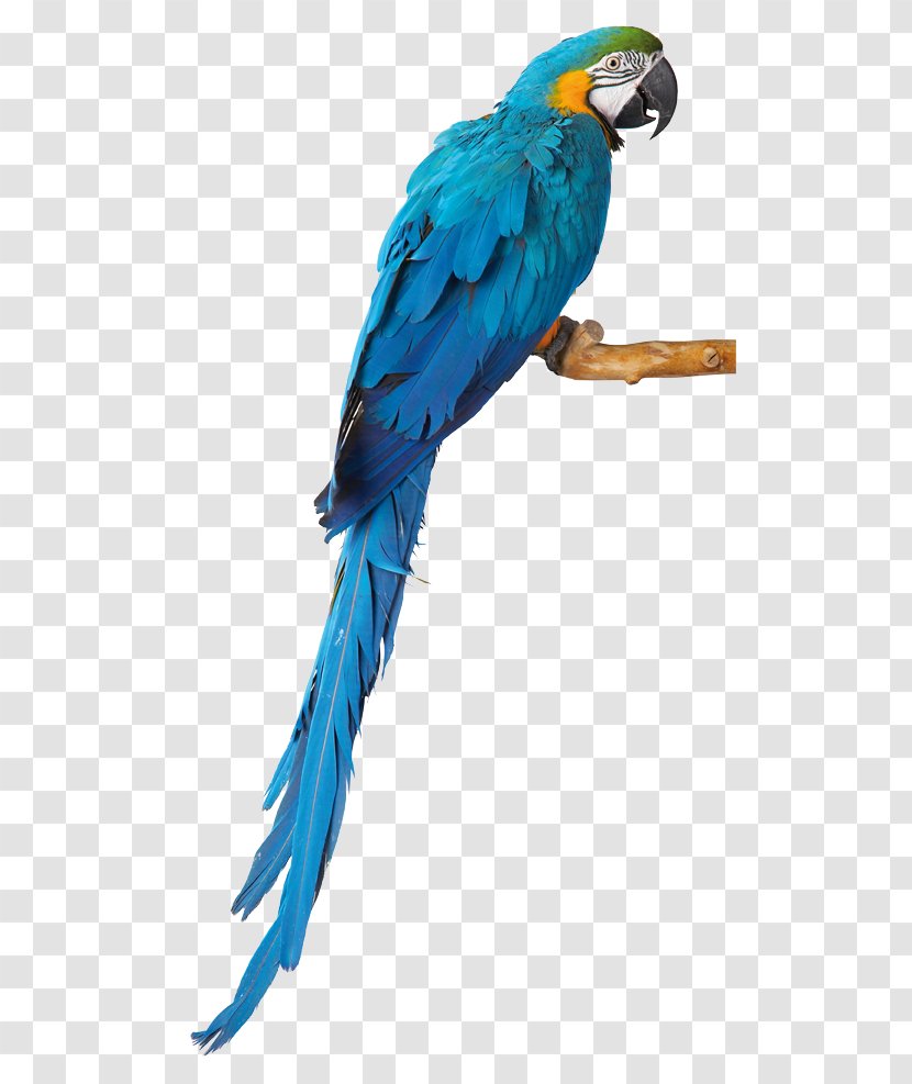 Budgerigar Parrot Macaw Lovebird Parakeet Transparent PNG