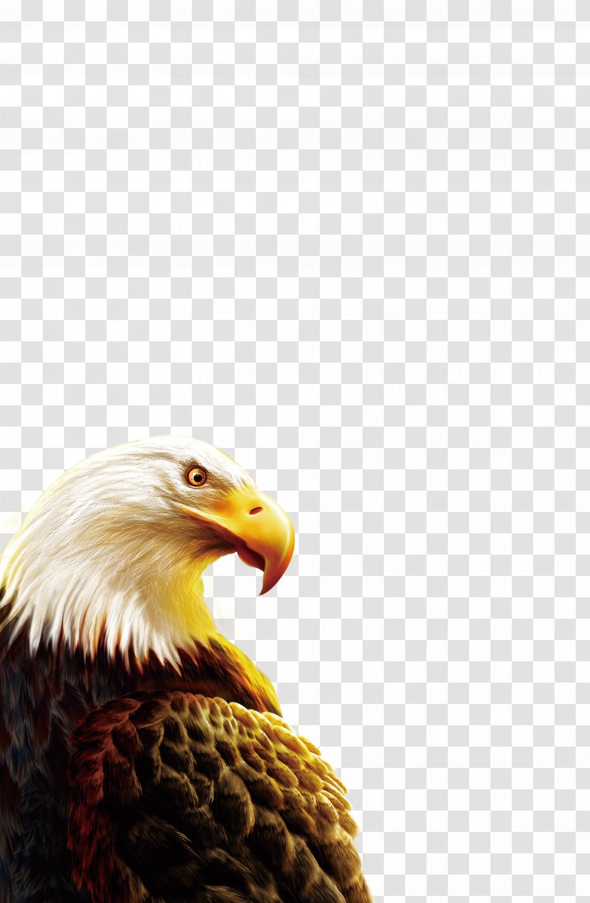 Eagle Clip Art - Beak Transparent PNG