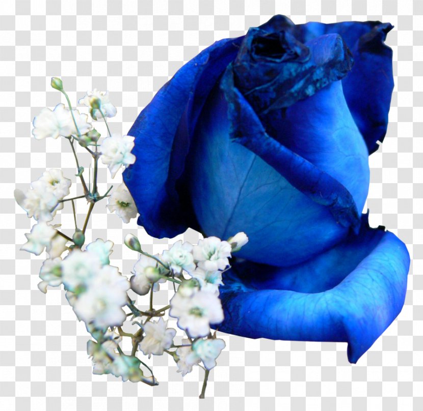 Blue Rose Flower Floral Design - Morning Glory Transparent PNG