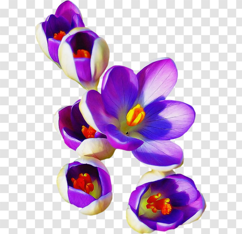 Violet Flower Petal Purple Crocus - Flowering Plant - Iris Family Snow Transparent PNG