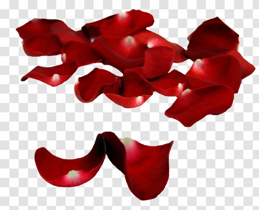 Petal Garden Roses - Love - Petels Transparent PNG