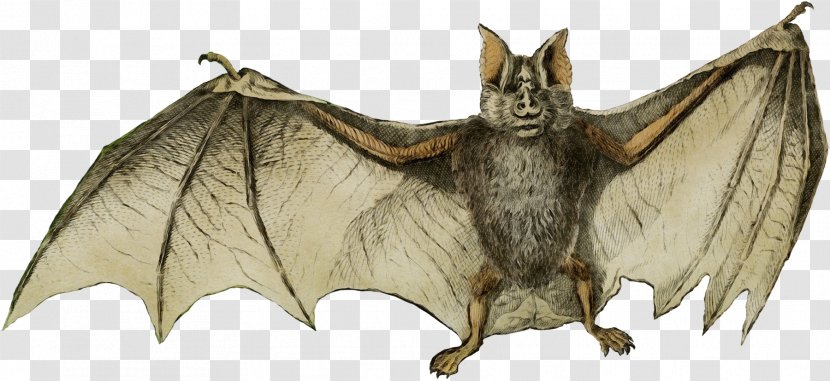 Bat Vampire Little Brown Myotis Big Common Pipistrelle - Wet Ink - Mouse Eared Transparent PNG