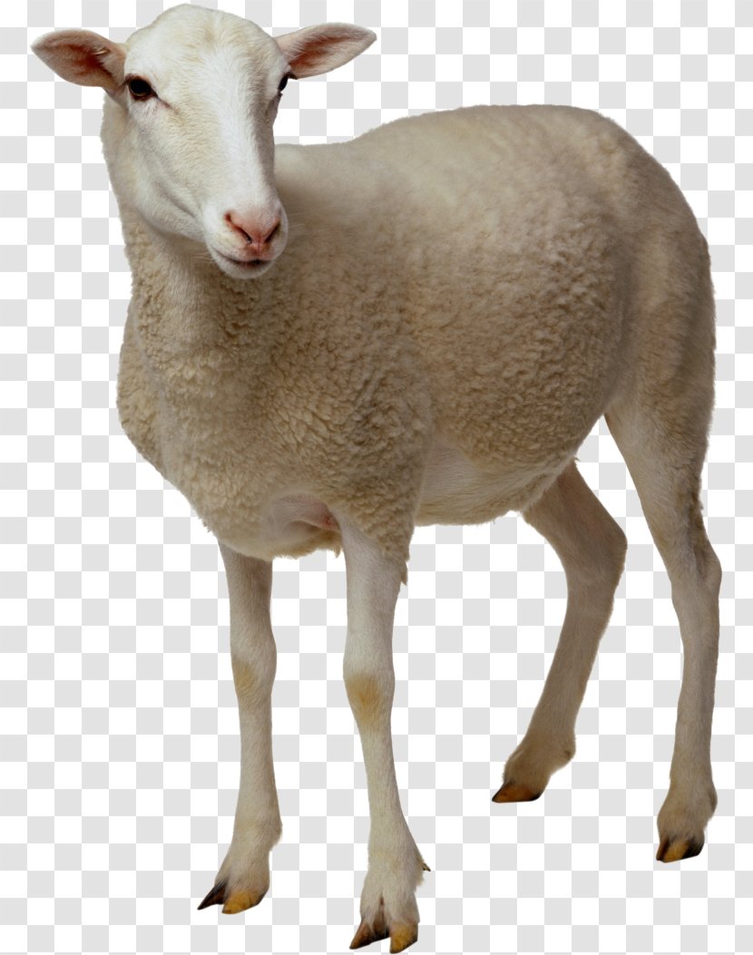 Sheep Goat Clip Art - Stock Photography Transparent PNG