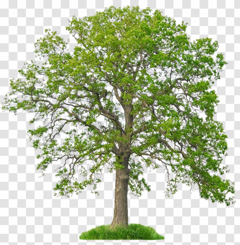 Tree Fraxinus Americana White Oak Bur Arborist - Stock Photography Transparent PNG