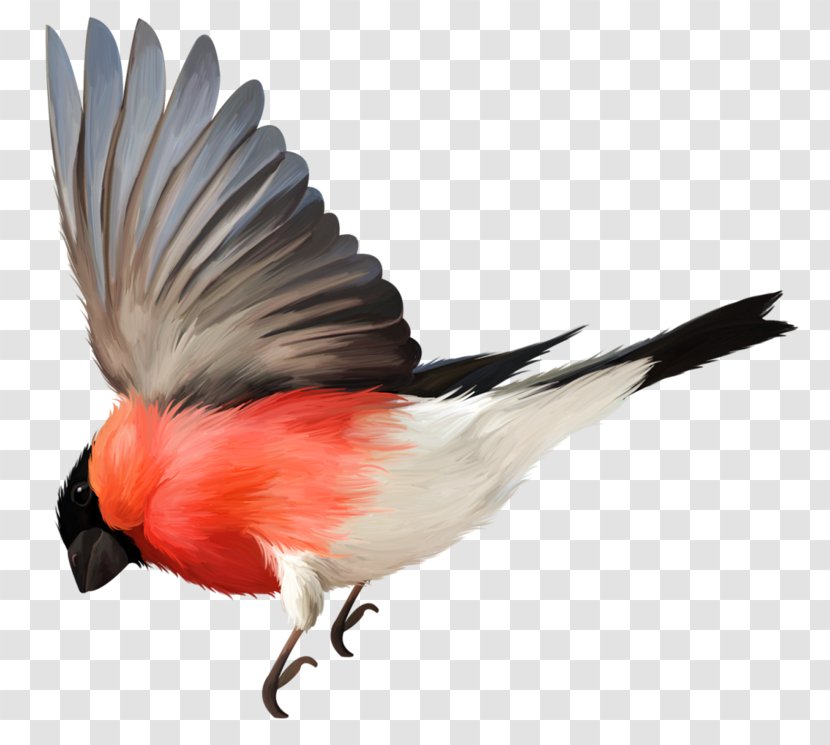Bird Flight Feather - Vecteur - Hand Drawn Flying Class Transparent PNG