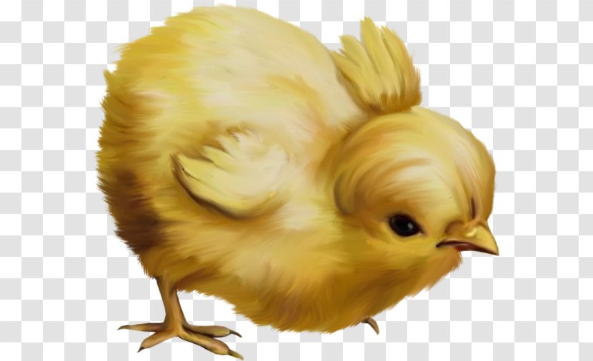 Chicken Easter Kifaranga Clip Art - Holiday - Chick Transparent PNG