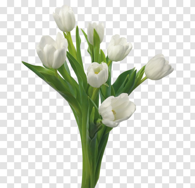 Tulip Flower Bouquet Floral Design Cut Flowers Transparent PNG