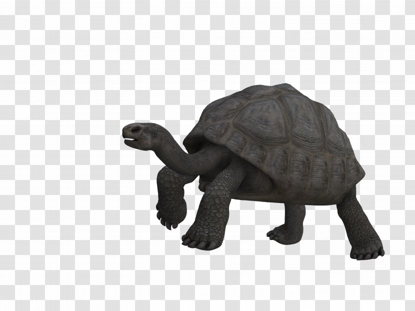 Turtle Tortoise Reptile Art Animal Transparent PNG