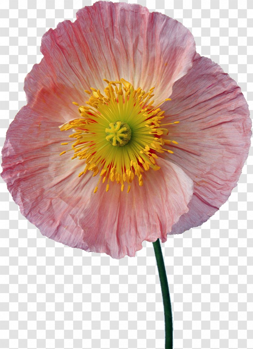 Poster Clip Art - Poppy - Poppies Transparent PNG