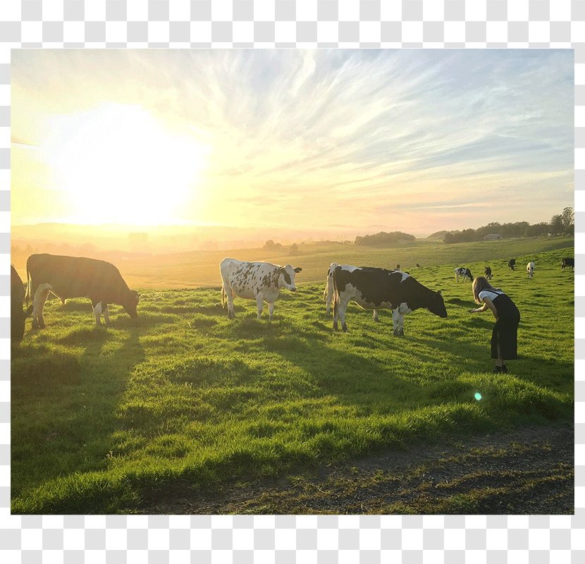 Cattle Ranch Steppe Farm Grassland - Livestock - Imprint Transparent PNG