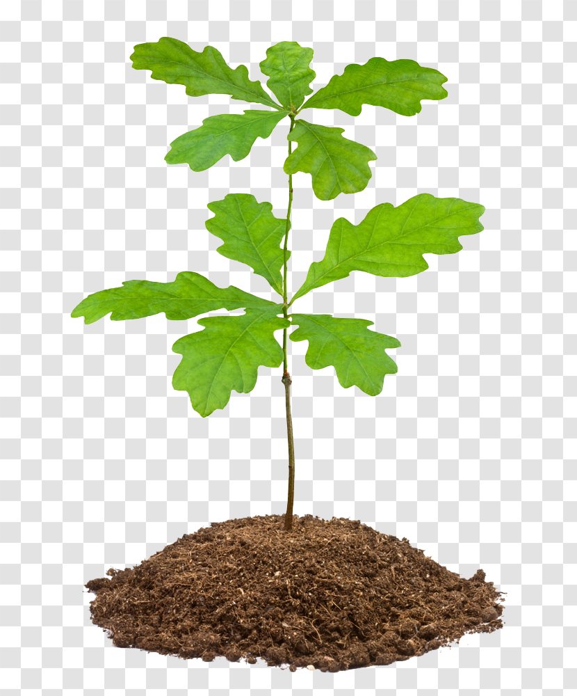 Stock Photography English Oak Tree White Acorn - Seedling Transparent PNG