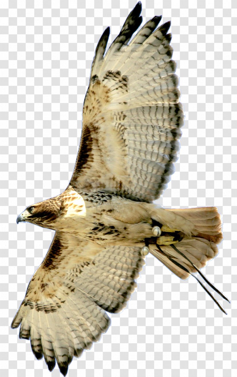 Hawk Bird Buzzard Eagle Owl - Feather Transparent PNG