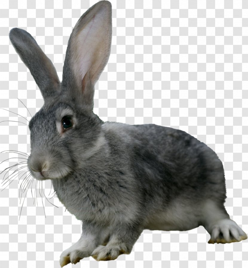 Hare Domestic Rabbit - Whiskers Transparent PNG