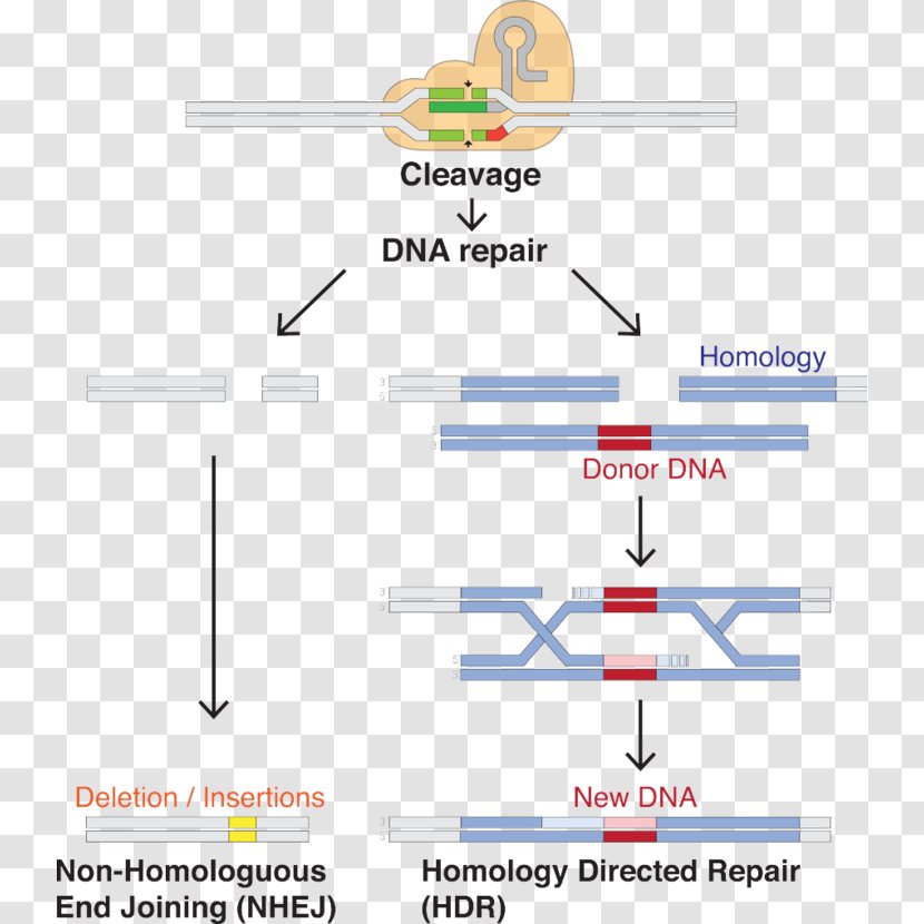CRISPR Guide RNA Cas9 Genome Editing - Parallel - Crispr Transparent PNG