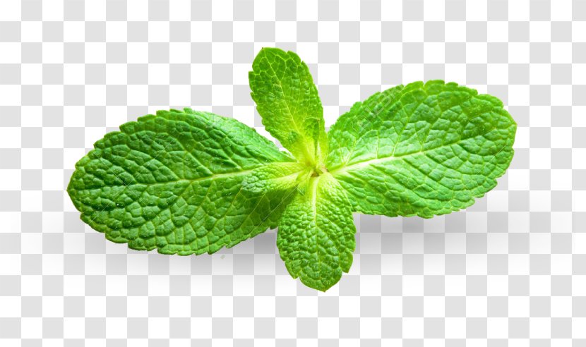 Peppermint Mentha Spicata Apple Mint Royalty-free Photography - Stock Transparent PNG