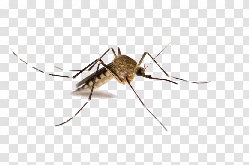 Mosquito-borne Disease West Nile Fever Mosquito Control Virus - Invertebrate Transparent PNG