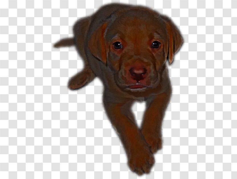 Labrador Retriever Puppy Dog Breed Companion Collar - Brown Transparent PNG