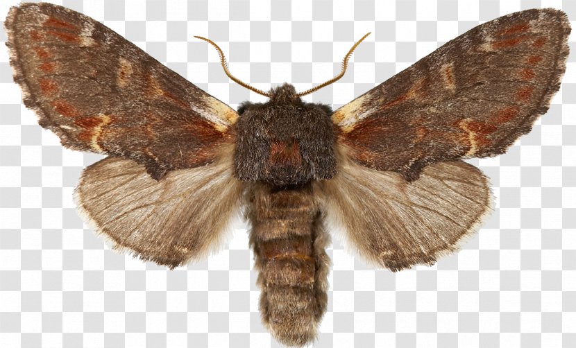 Sphingidae Butterfly Noctuidae Laothoe Populi Moth - Bombycidae Transparent PNG