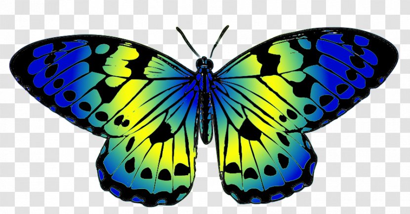 Monarch Butterfly Clip Art Blue Image - Lycaenid Transparent PNG