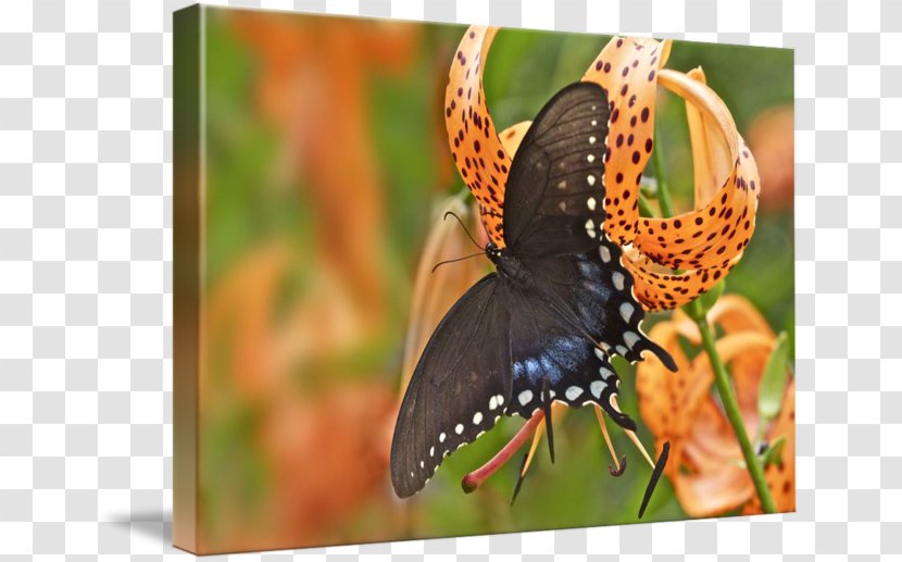 Monarch Butterfly Lycaenidae Nymphalidae Wildlife - Glossy Butterflys Transparent PNG