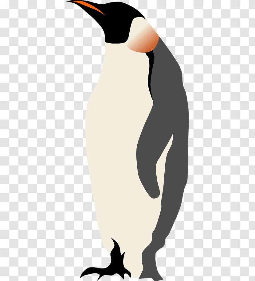 Penguin Bird Illustration - Frame Transparent PNG
