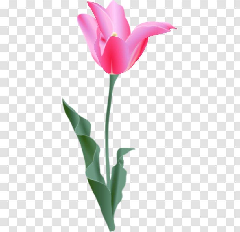 Tulip Download Clip Art - Flower - Tulips Vector Transparent PNG