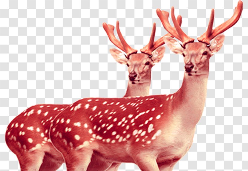 Formosan Sika Deer Tiger - Snout - HD Red Landscape Transparent PNG