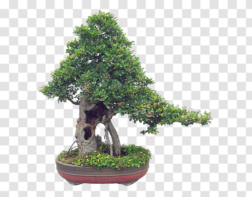 Chinese Sweet Plum Flowerpot Tree Sageretia - Theezans - Nt Transparent PNG