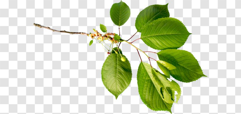 Web Page Leaf Flower Clip Art - Ucoz - Plant Stem Transparent PNG