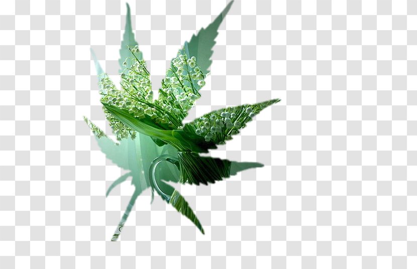 Cannabis Leaf Transparent PNG