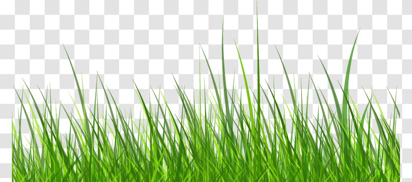 Clip Art - Plant - Cartoon Fresh Grass Transparent PNG
