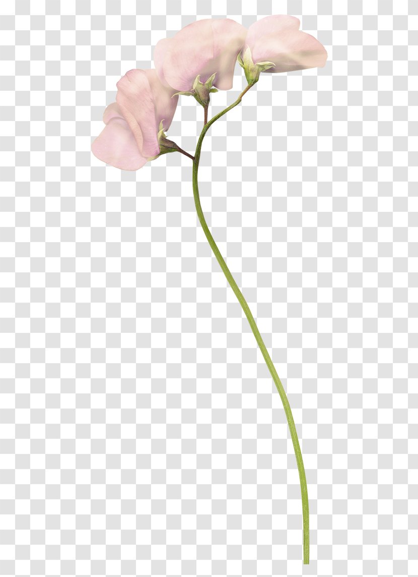 Moth Orchids Cut Flowers Bud Plant Stem Rosaceae - Family - Free Pink Pull Pictures Transparent PNG