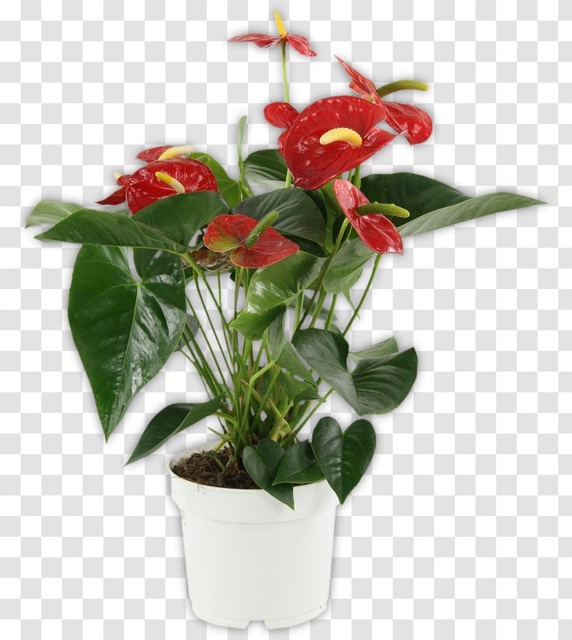 Houseplant Flowerpot Luchtfilterende Planten - Plant Transparent PNG