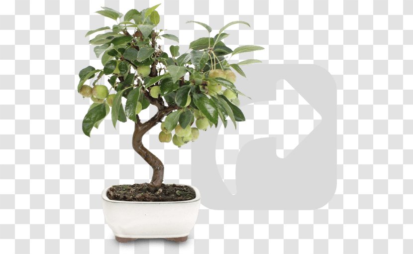 Sageretia Theezans Bonsai Houseplant Flowerpot Tree - Ficus Transparent PNG
