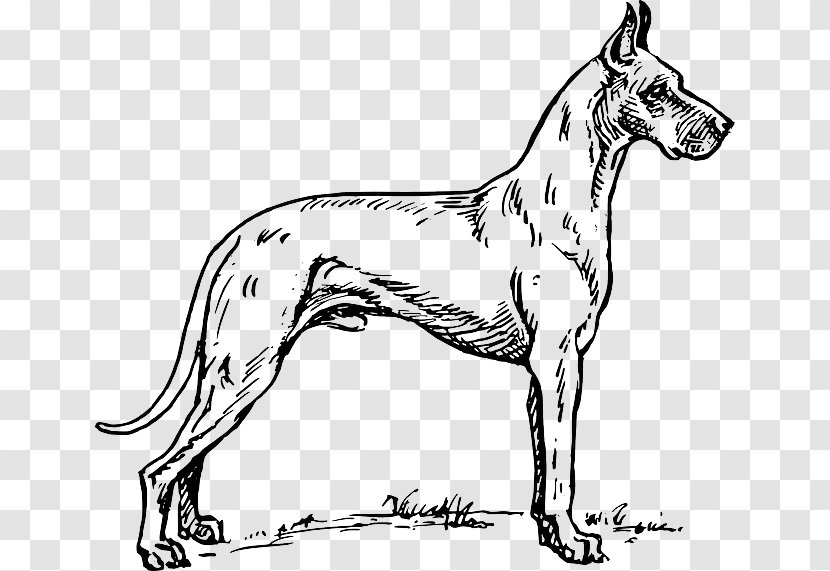 Great Dane Dalmatian Dog Greyhound Coloring Book Pit Bull - Breed - Puppy Transparent PNG